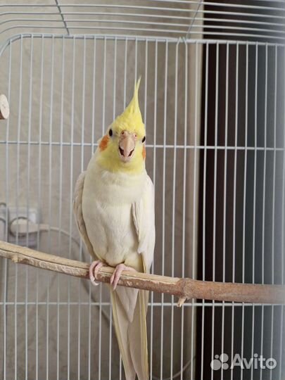 Попугай корелла мальчик 10 месяцев