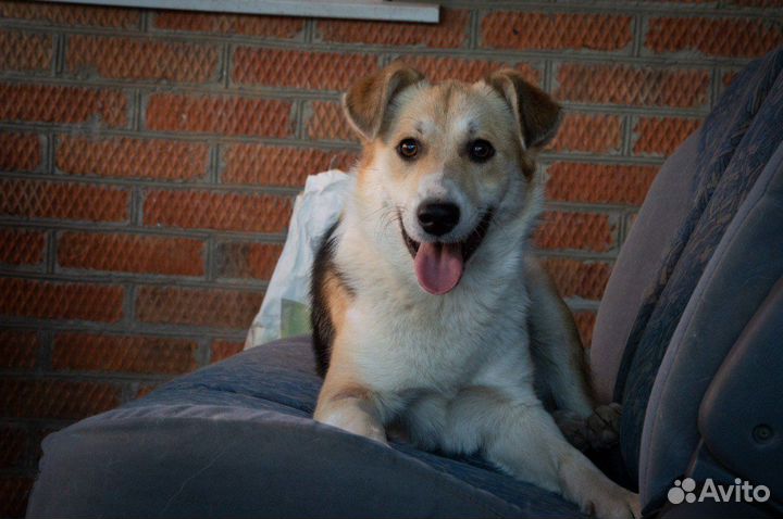 Отдам в добрые руки