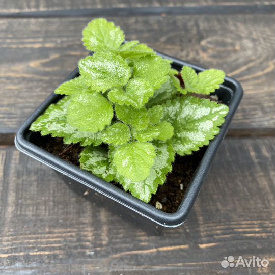 Яснотка зеленчуковая Florentinum