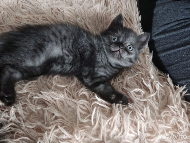 Шотландская