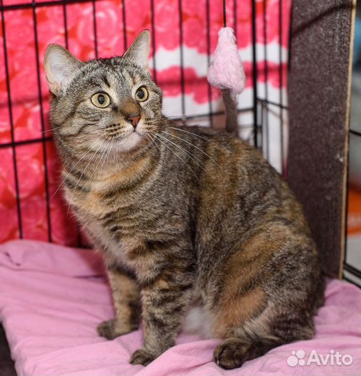 Кошечке приходится жить в клетке