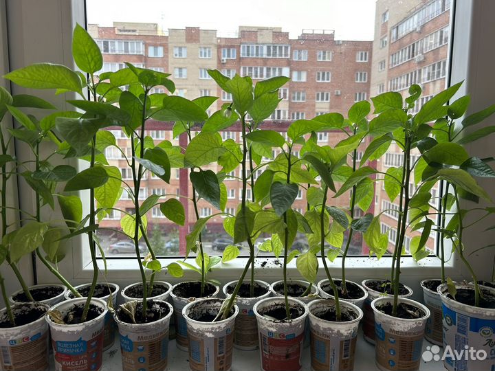 Рассада перца сладкого, помидор