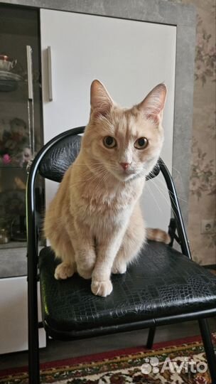 Кот в добрые руки