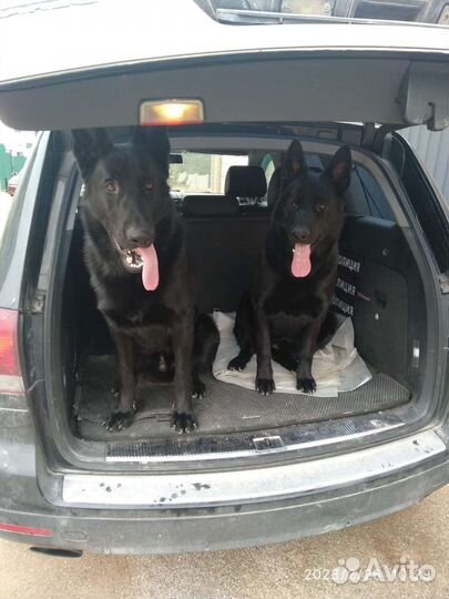 Настоящая черная немецкая овчарка