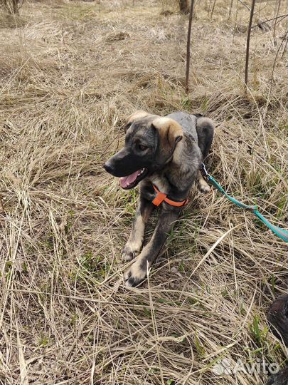 Стёпка ищет хозяина