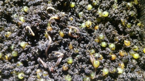 Малек и Коконы Дендробены