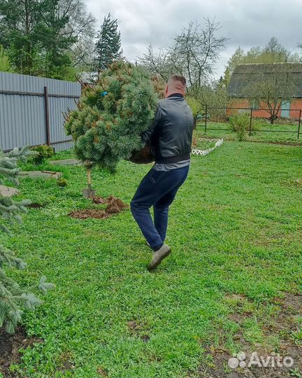 Кедровый стланик