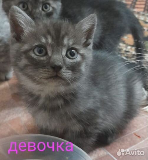 Котята бесплатно