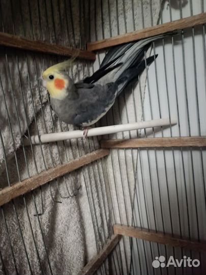 Попугай корелла мальчик