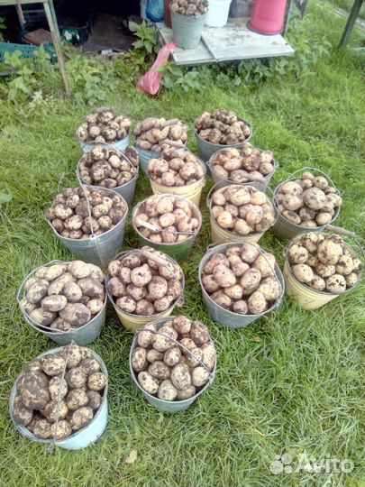 Продам картофель с доставкой