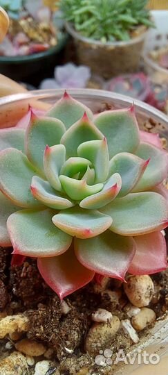 Суккуленты