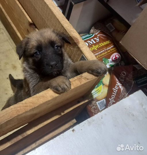 Щенки в добрые руки (мама немецкая овчарка)