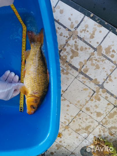 Карп Кои. Малек