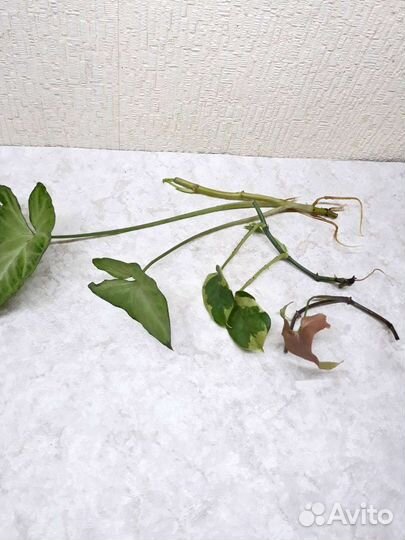 Сингониумы (Баттерфляй, Регина Ред) и Н-Джой