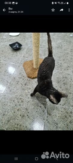 Корниш-рекс