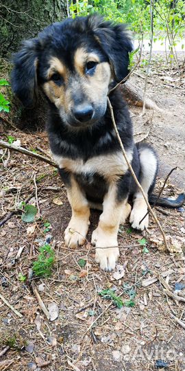 Щенки 3 девчули