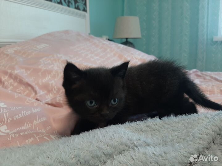 Шотландские котята