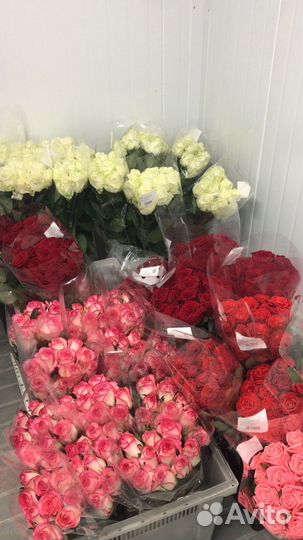 Розы красные. Розы белые. С теплиц. Оптовые цены