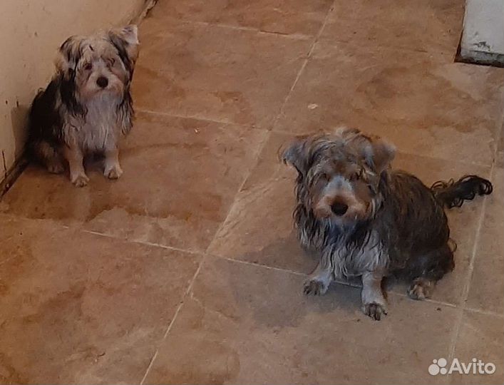 Собаки щенки маленькой породы