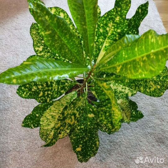 Кодиеум, Кротон 