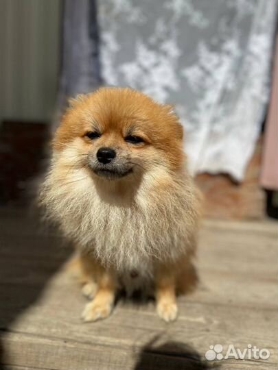 Щенки шпица