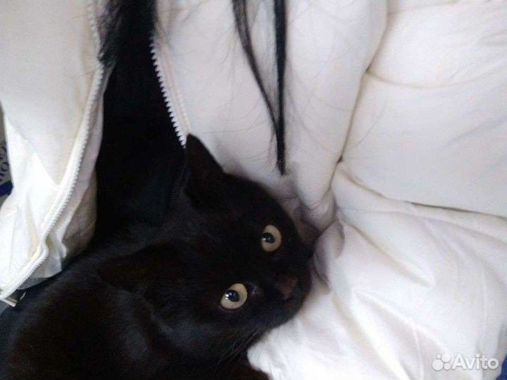 Кошка в дар бесплатно