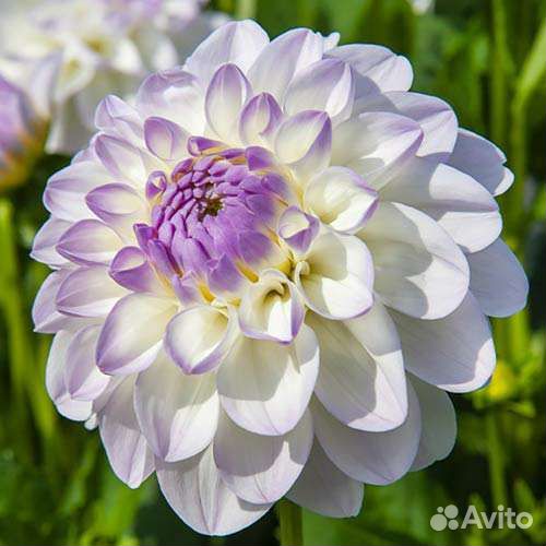 Корни георгин Эвелин