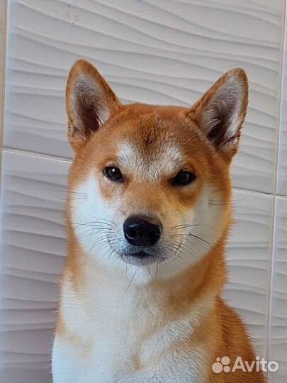 Мальчик сиба