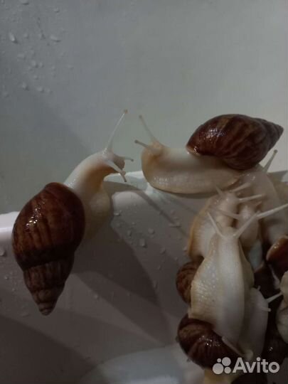 Улитки ахатины