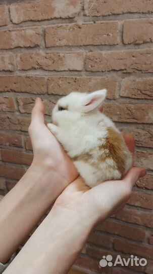 Декоративные домашние кролики