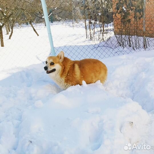 Передержка собак