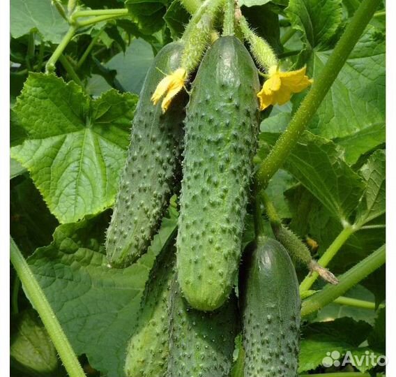 Самый урожайный гибрид огурца из Испании Бэрд F1