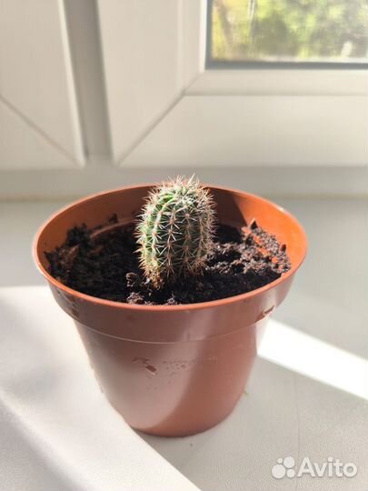 Кактус Цериус