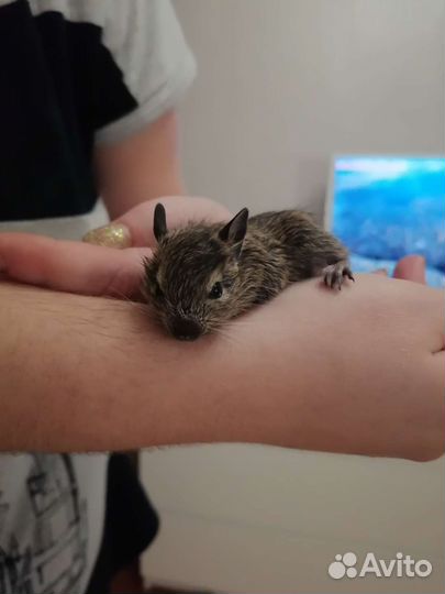 Дегу