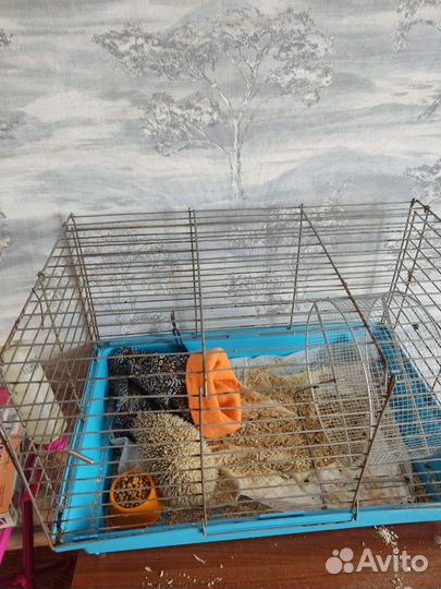 Африканский ежик