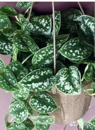 Сциндапсус пиктус