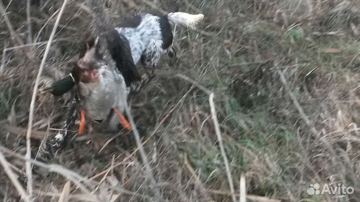 Вязка Русский охотничий спаниель
