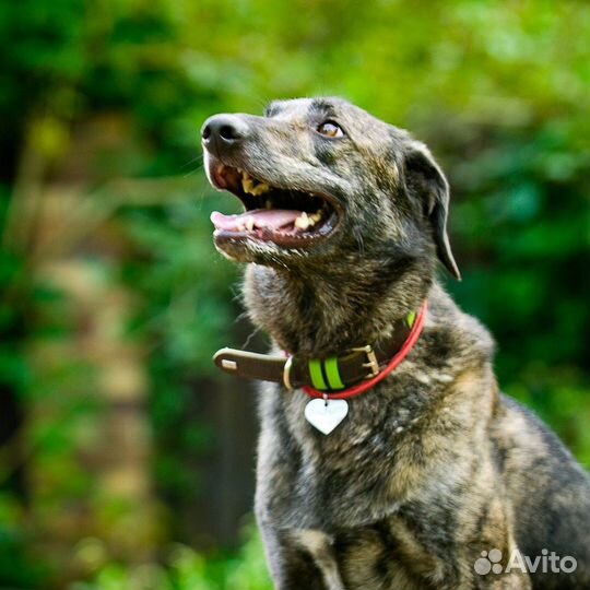 Маковая. Манечка в добрые руки