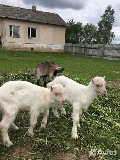 Продам козлят