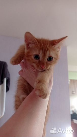 Отдам в добрые руки