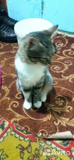 Кот в добрые руки