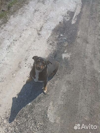 Собака в добрые руки маленькая порода