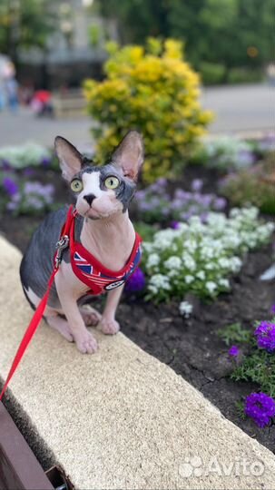 Ищем жениха для первой вязки