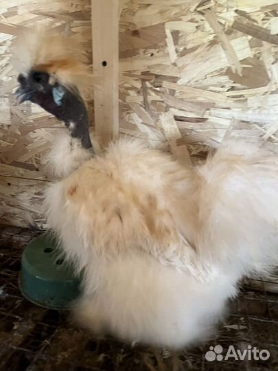 Петушки китайской шелковой