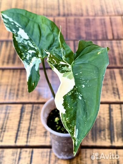 Сингониум Albo variegata