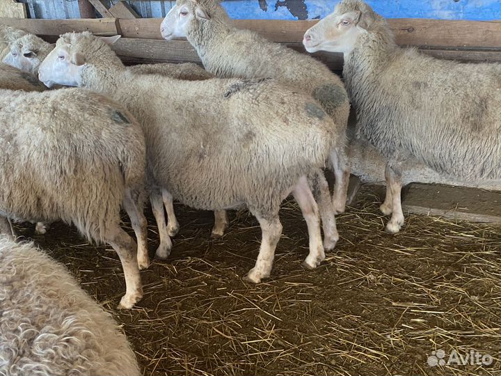 Матки котные и с ягнятами