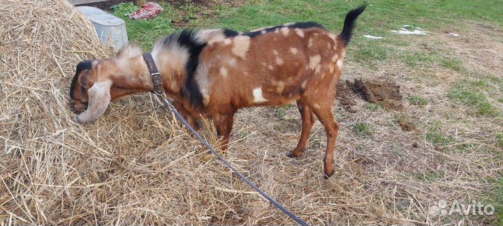 Англо нубийские козы