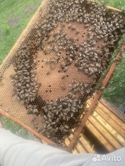 Улей с пчелами