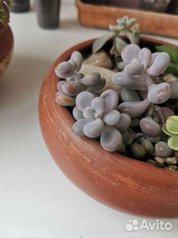 Пахифитум (суккуленты)