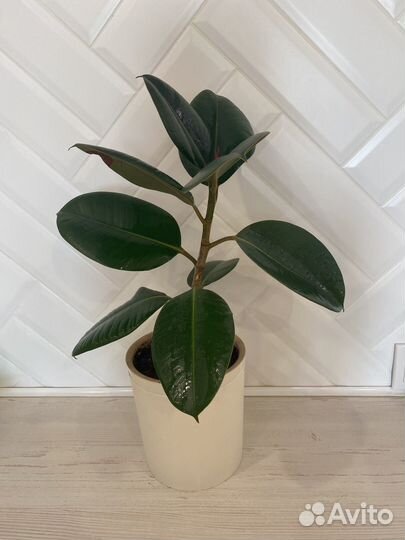 Фикус робуста